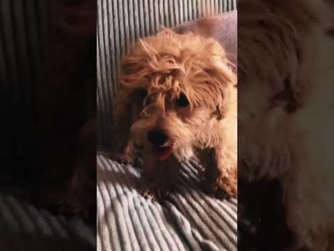 Perros Maltipoo en venta