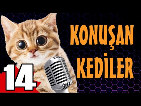 Konuşan Kediler 14 - En Komik Kedi Videoları