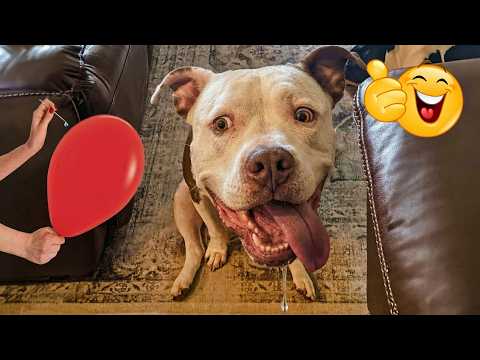 Smarty Funny Animal Video Clips 😹🐶 Enjoy The Funniest Animal Videos🐾