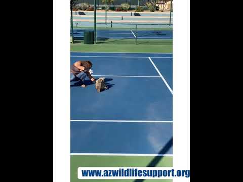 Great horned owl fledgling