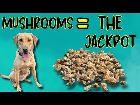How I Made Morel Mushroom Hunting Irresistible for Dogs