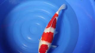 video van Sandan Kohaku  KO-V23-0437