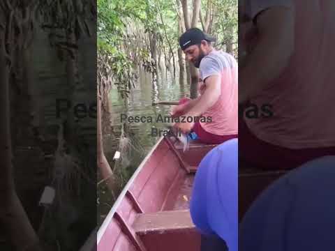 Pescaria com malhadeira #pesca #pescaria #fishing #caça #mutuca #autazes #amazonas #brasil