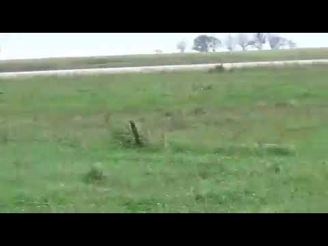 perros galgos corriendo liebre del yati figueroa de Santa Isabel Santa Fe y