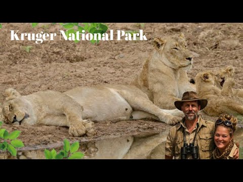 Whispers of the Bush - Bush Born | Kruger National Park | Back in the Wild | Ep 9 Day 13 en 14 