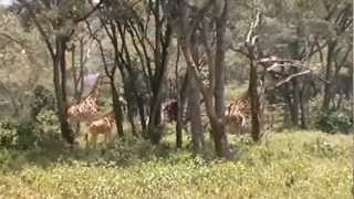 preview picture of video 'Giraffe Manor - Nairobi, Kenya'