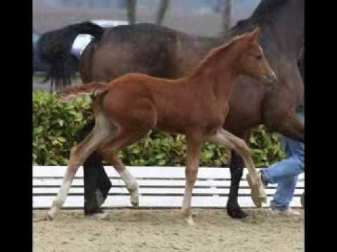 Benetton Dream & Royal Classic Stallion show Hengstvorführung Gestüt WM 11. April 2010