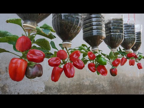 , title : 'Try this tips on growing bell peppers in plastic bottles, you won't have to buy peppers again'