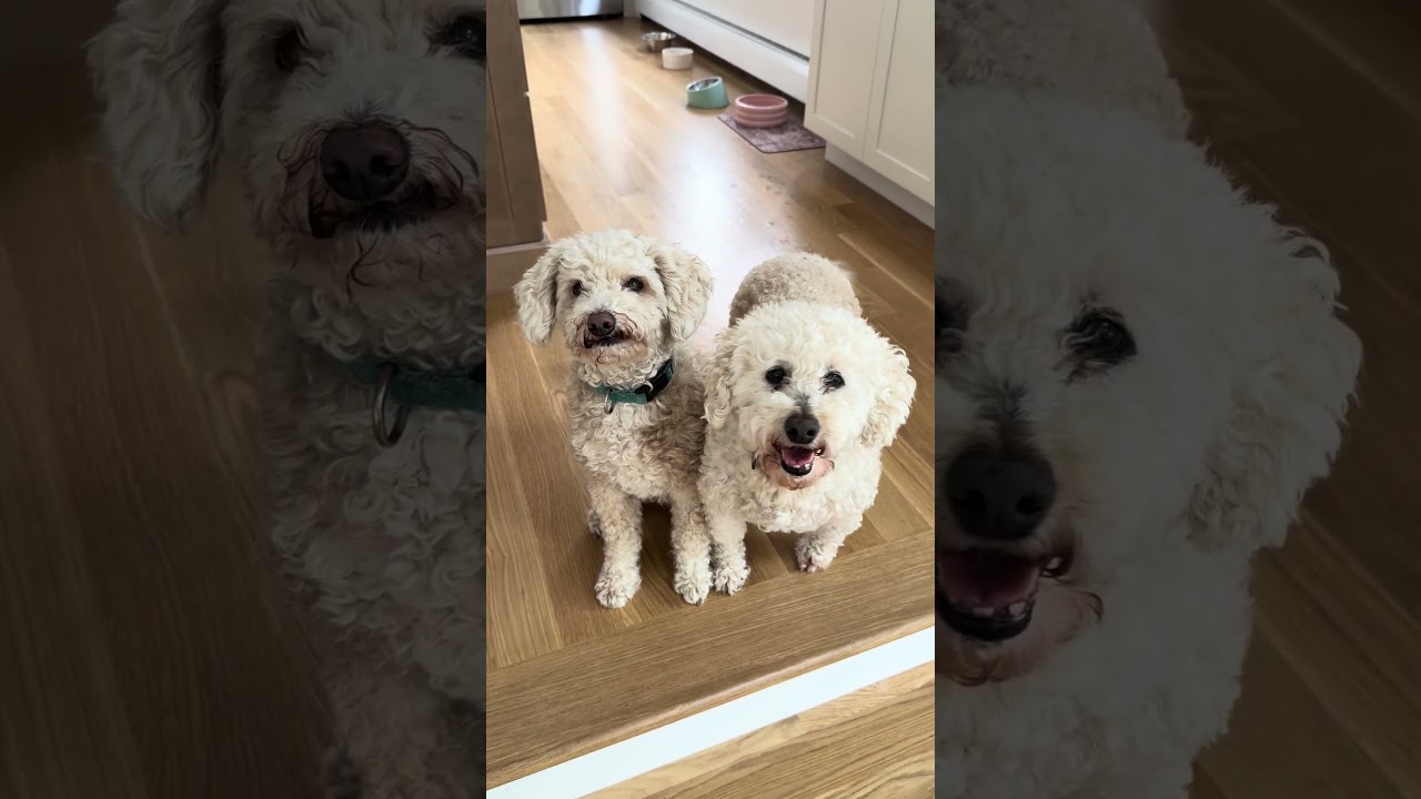 Enlarge Mazzie (and Phoenix), a ADOPTABLE Goldendoodle in Shrewsbury, MA video 6/6