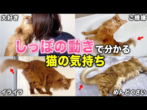 猫が尻尾を上げているのはどういう意味でしょうか?