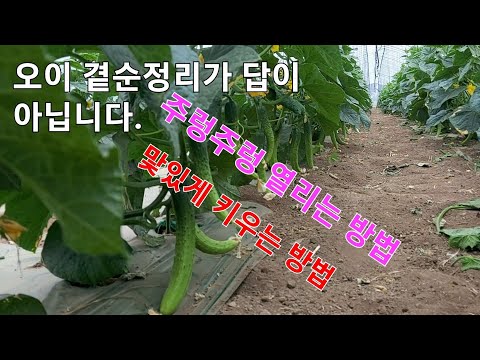 , title : '오이주렁주렁달리는방법 오이맟있게키우기 오이잘키우기 농사유튜브'