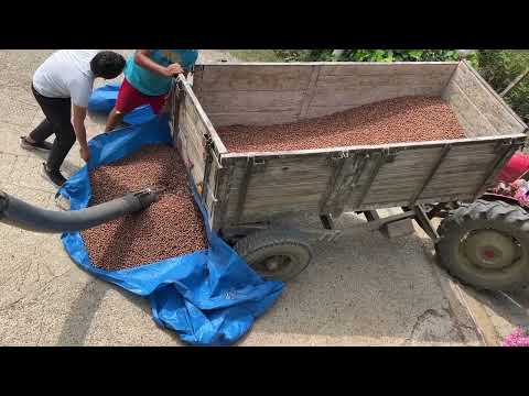 Kadıoğlu 6500P Hazelnut - Walnut - Almond Drying Machine (Uses pellet fuel in the machine)