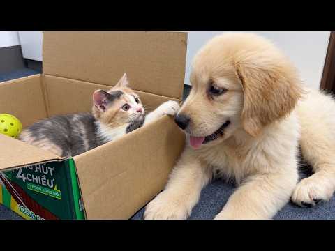 YouTube 썸네일