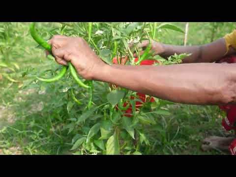 Chili harvesting scene | 04 | Shan World Free #copyright #copyrightfree #freevideo