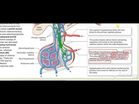 Pituitary blood supply 3