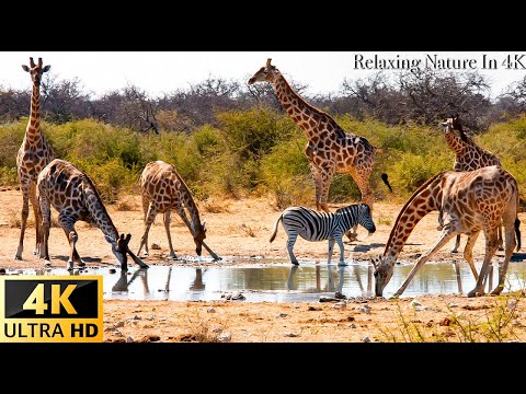 4K Wild Animals - Africa, Mana Pools National Park - Scenic Wildlife Film With Calming Music