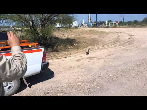 image-Can a roadrunner kill a snake?
