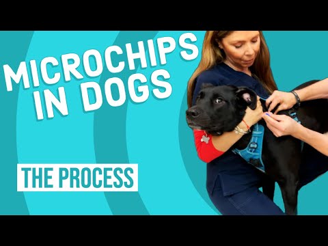 The Importance of Microchipping Your Pet: Everything You Need to Know