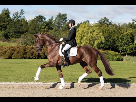 Vivino - Stallion Collection Schockemoehle & Helgstrand 2021 ENG