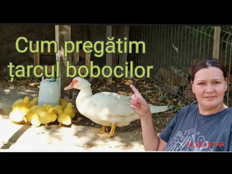 Rața cu boboci, cum amenajam locul pentru boboci și la ce trebuie să fim atenți