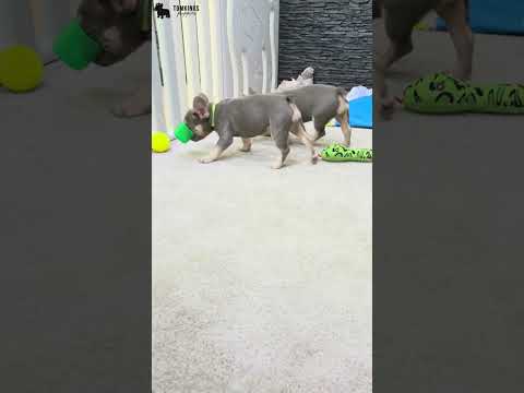 Video 4