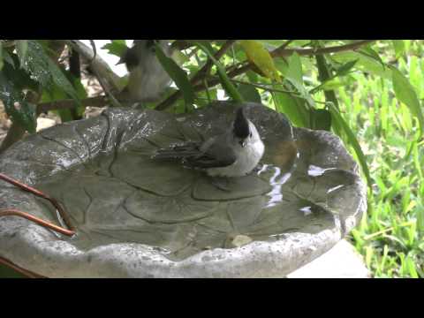 Black-crested Titmouse bathing, San Benito Texas 2013-11-04