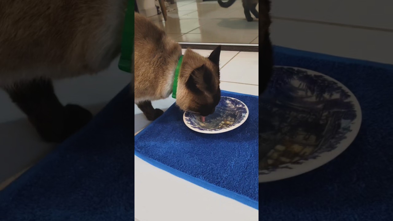Dois gatinhos bebendo caldo em vídeo curto do YouTube