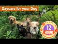 Daycare For Your Dog Keep Your Dog Busy While You Are Away Or Entertained While You Cuddle