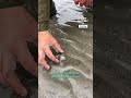 Using salt to gather razor clams 😳