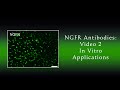 NGFR Video 02 German