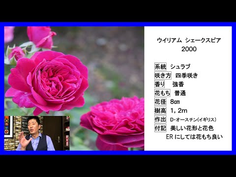 イングリッシュローズ「ウィリアム・シェイクスピア2000」 植物