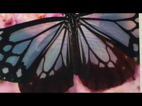 🔮 Gespräch von ❤️zu❤️ Dualseelen Seelenpartner Orakel Liebesorakel 12.3.18