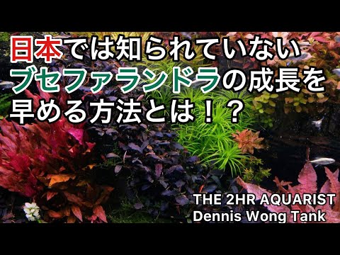 ビブリスについて詳しく解説