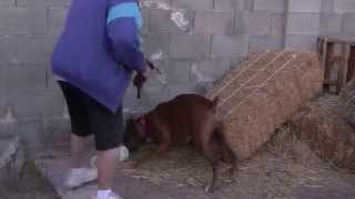 Boxer Barn Hunt: Ryker finds his first rat