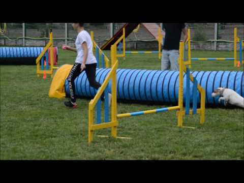 Holly Annówka Mad Mix 2016 (agility) ~Holidays
