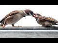 Sparrow feeding sound/Voice/Call | Mother Sparrow feeding their Chicks in the nest | HalfMoonBeach