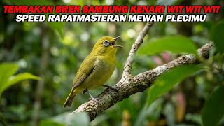 Download lagu PANCINGAN PLECI NEMBAK BREN SAMBUNG KENARI WIT WIT WIT PANJANG, SPEED RAPAT BIKIN LAWAN IKUT GACOR mp3
