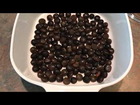 download lagu mp3 mp4 Gymnocladus Espresso, download lagu Gymnocladus Espresso gratis, unduh video klip Gymnocladus Espresso