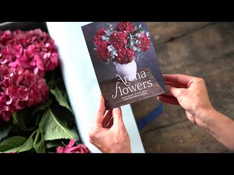 Antique Red Hydrangeas - Subscription Flowers by Arena Flowers