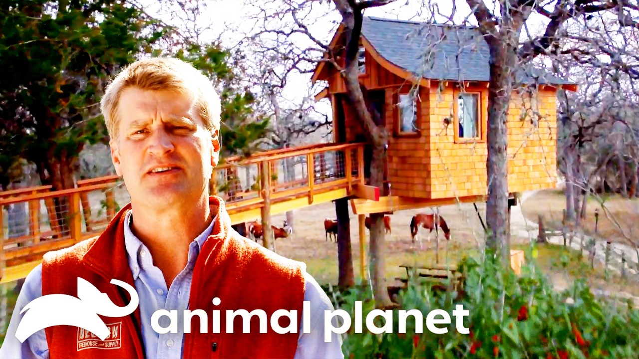 The Most Incredible Treehouse Spa! | Treehouse Masters | Animal Planet