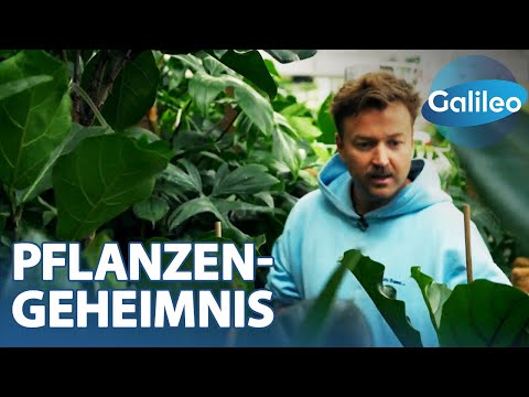 Grün und weit gereist: Das Geschäft mit den Zimmerpflanzen