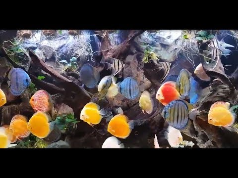 Discus Tank with Domestics and Wilds . Thanks Duong Quang Hai