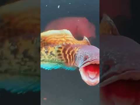 fish 🐟 #fish #food #beats