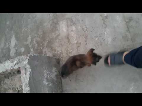 Abdul Hadi loaded with bruno