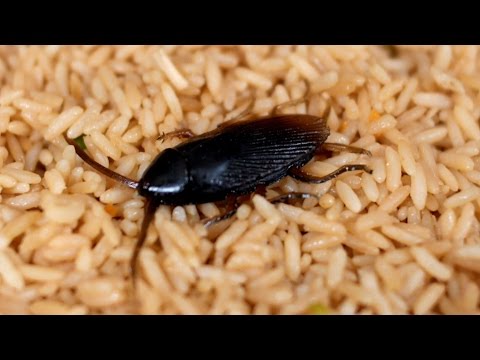 COCKROACH IN RICE!