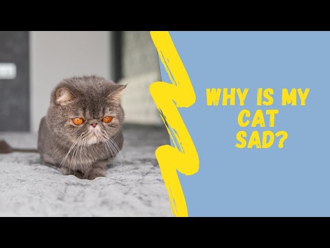 Watch my cat grief after the death of his friend