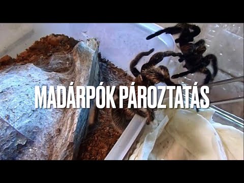 körömféreg hogyan párosodnak paraziták azonosítják