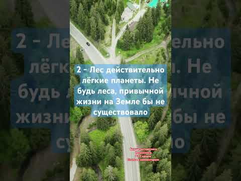 5 Фактов не деревьях! #рек #nature #природа #деревья #факты #шортс #shorts #short #рекомендации