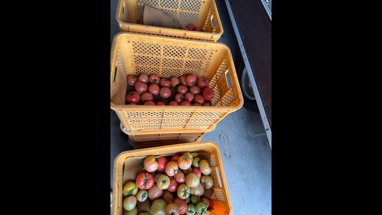 農家の嫁。Youtuberになる がライブ配信中！