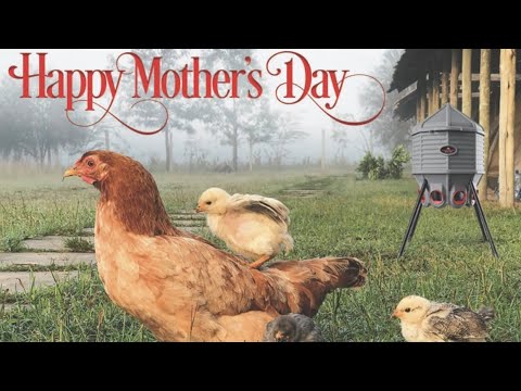 The Secret Behind Mother Hens' Fierce Protection of Their Chicks: A Closer Look